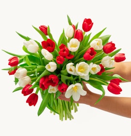 Vibrant bouquet of red and white tulips, perfect for spring celebrations and floral gifts.