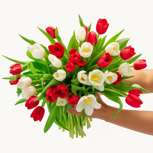 Vibrant bouquet of red and white tulips, perfect for spring celebrations and floral gifts.