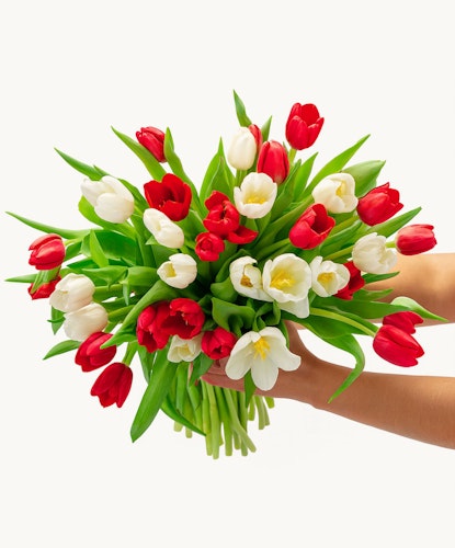 Vibrant bouquet of red and white tulips, perfect for spring celebrations and floral gifts.