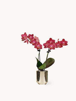Elegant pink orchids in a stylish pot, perfect for home decor or gifting.