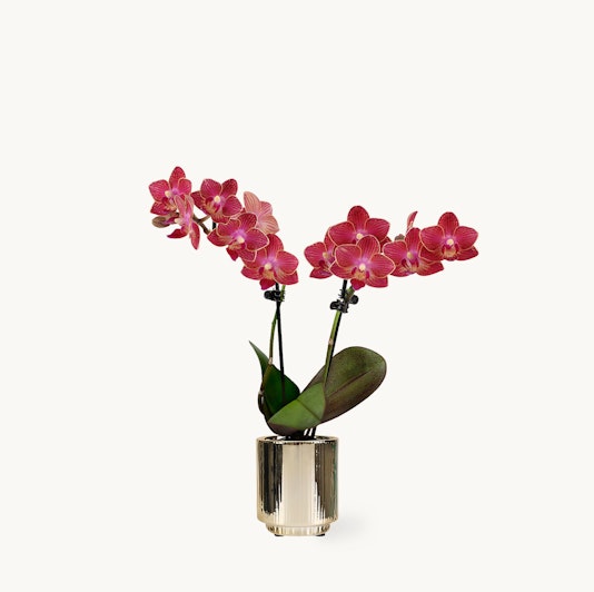 Elegant pink orchids in a stylish pot, perfect for home decor or gifting.