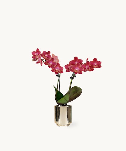 Elegant pink orchids in a stylish pot, perfect for home decor or gifting.