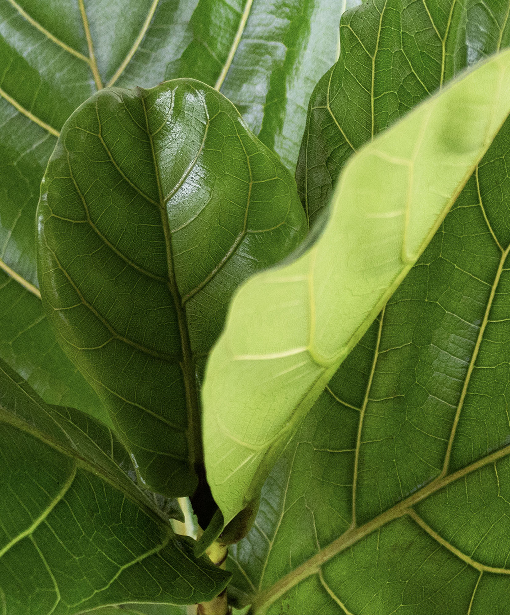 fertilizing fiddle leaf fig Slow Release Fiddle Leaf Fig Plant Food – The Grow Co main image 0