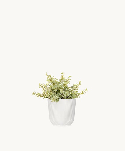 Elegant green succulent in a ribbed white pot, perfect for home decor or gifting.