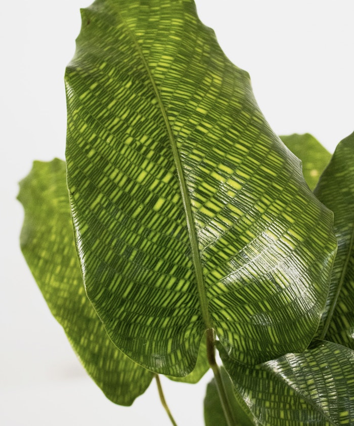 Vibrant green leaves with intricate patterns, showcasing natural beauty and texture.