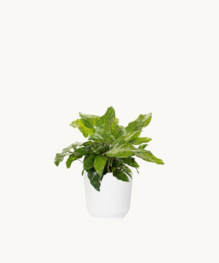 Lush green plant in a stylish white pot, perfect for brightening indoor spaces.