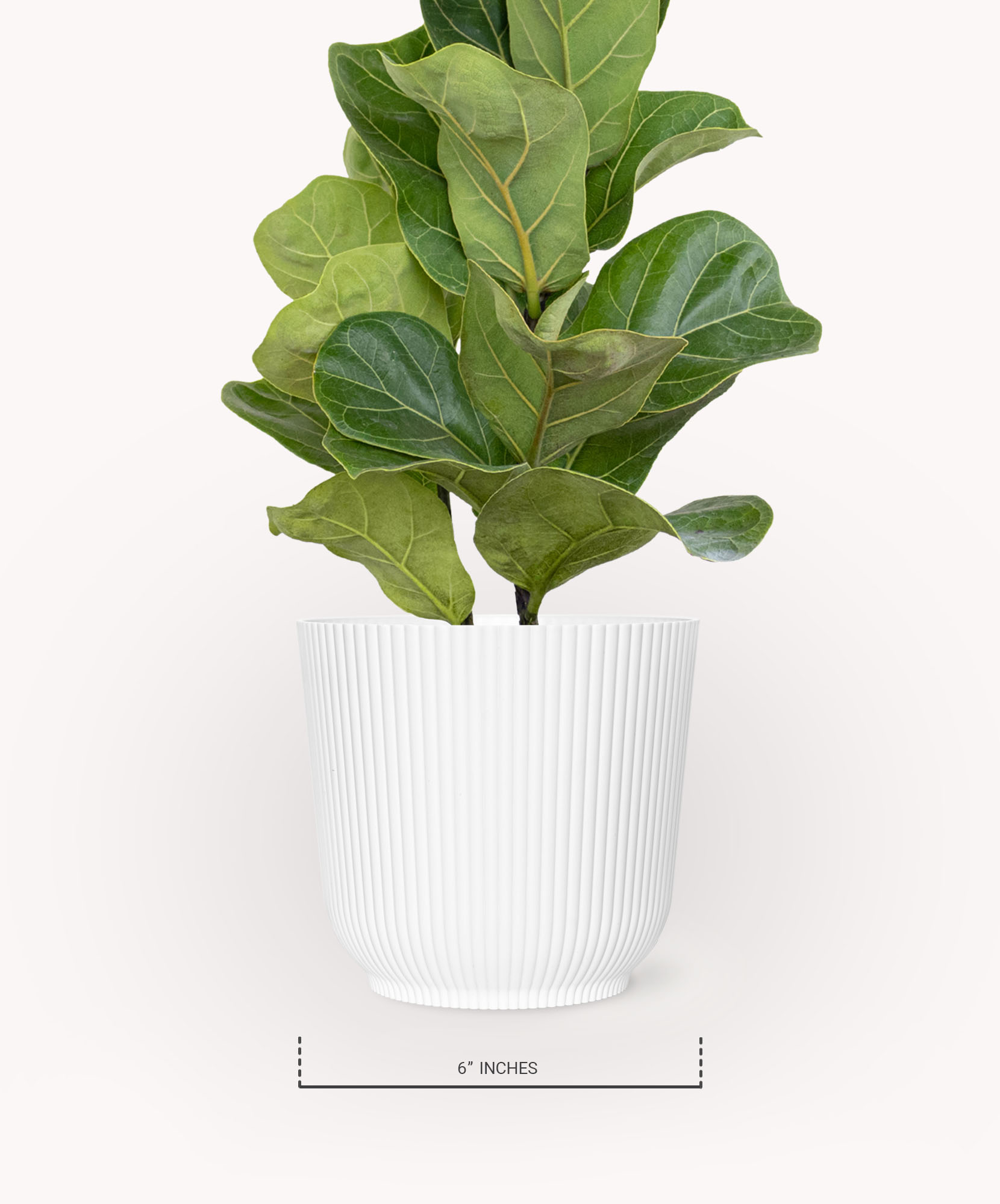 Fiddle Leaf Fig - Large Indoor Statement Plant | BloomsyBox