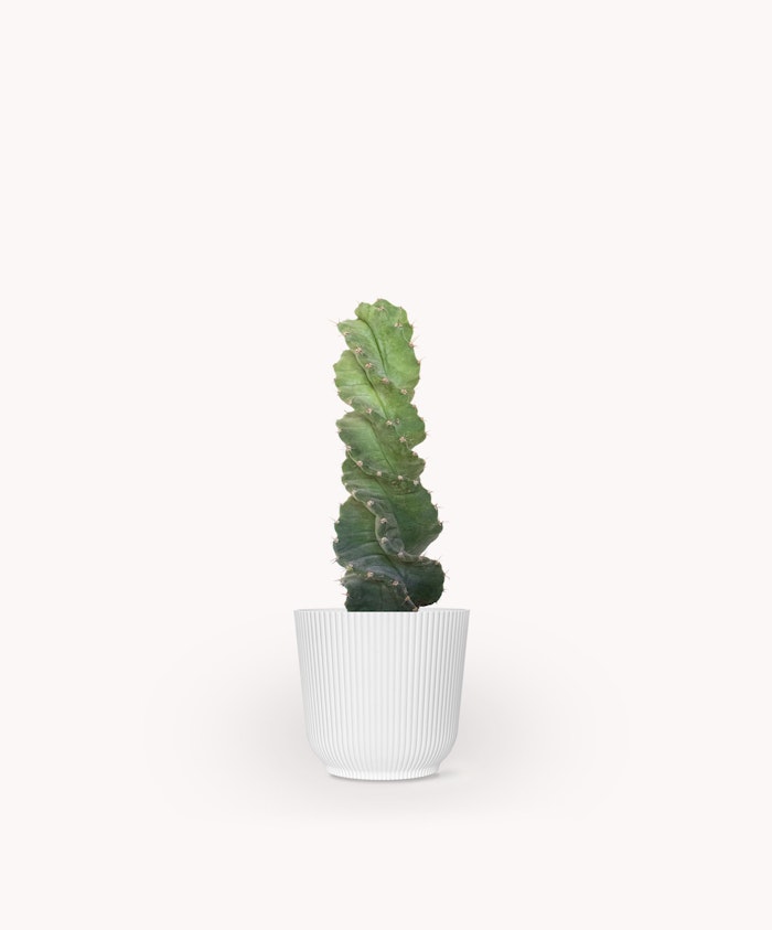 Tall green cactus in a sleek white pot, adding modern charm to any indoor space.