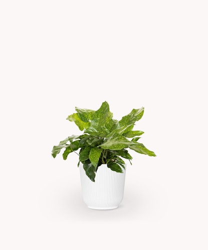 Lush green plant in a white ribbed pot, perfect for home decor and indoor gardens.