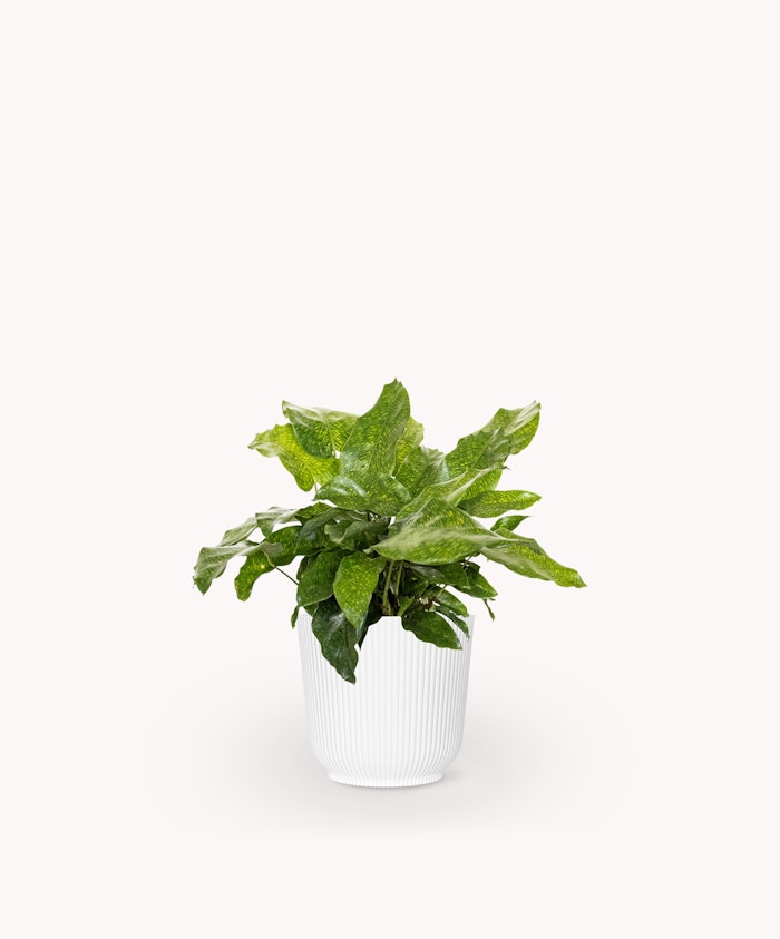 Lush green plant in a white ribbed pot, perfect for home decor and indoor gardens.