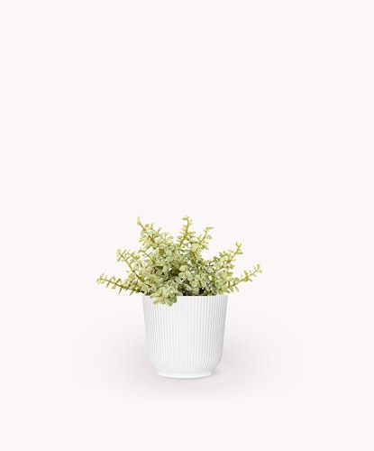 A vibrant green succulent in a stylish white ribbed planter, perfect for home decor.