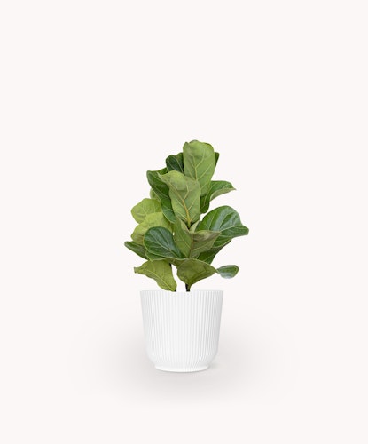 A lush fiddle leaf fig plant in a white ribbed pot, perfect for modern decor.