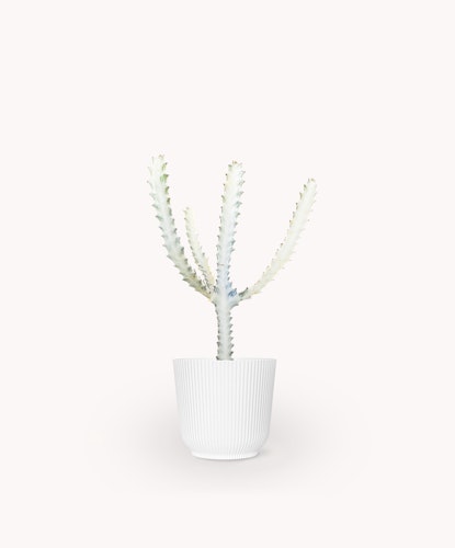 Elegant cactus in a white ribbed pot, perfect for modern home decor and minimal styling.