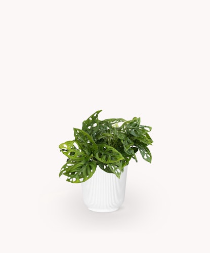 Lush green Monstera plant with unique cut leaves in a stylish white pot, perfect for decor.