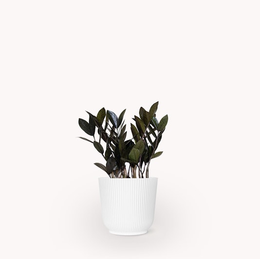 Stylish indoor plant featuring dark green leaves in a minimalist white pot, ideal for decor.