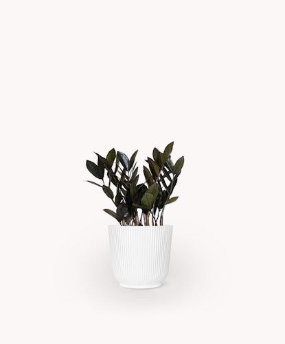 Stylish indoor plant featuring dark green leaves in a minimalist white pot, ideal for decor.