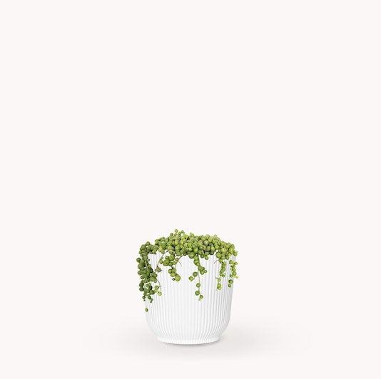 Lush green string of pearls plant in a stylish white ribbed pot, perfect for home decor.
