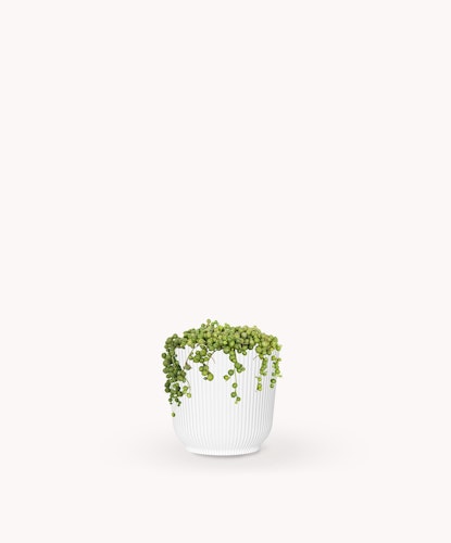 Lush green string of pearls plant in a stylish white ribbed pot, perfect for home decor.