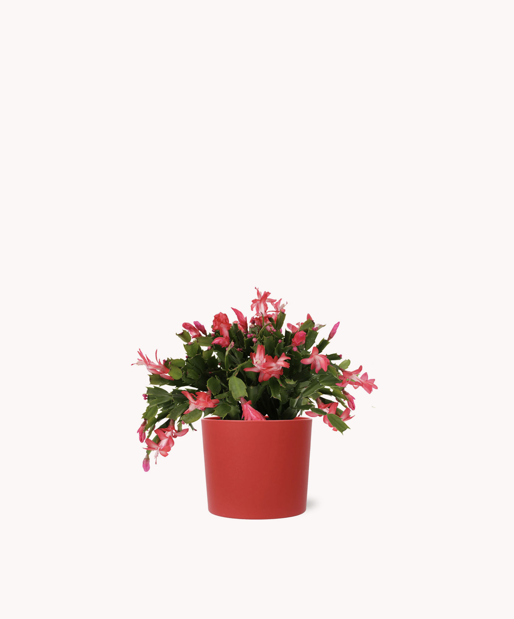 Vibrant pink Christmas cactus in a stylish red pot, perfect for holiday decor.