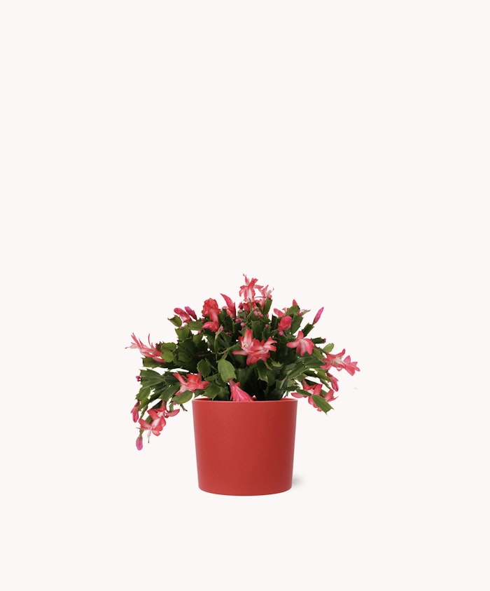 Vibrant pink Christmas cactus in a stylish red pot, perfect for holiday decor.