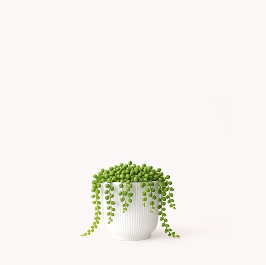 Charming green string of pearls plant in a simple white pot, perfect for home decor.