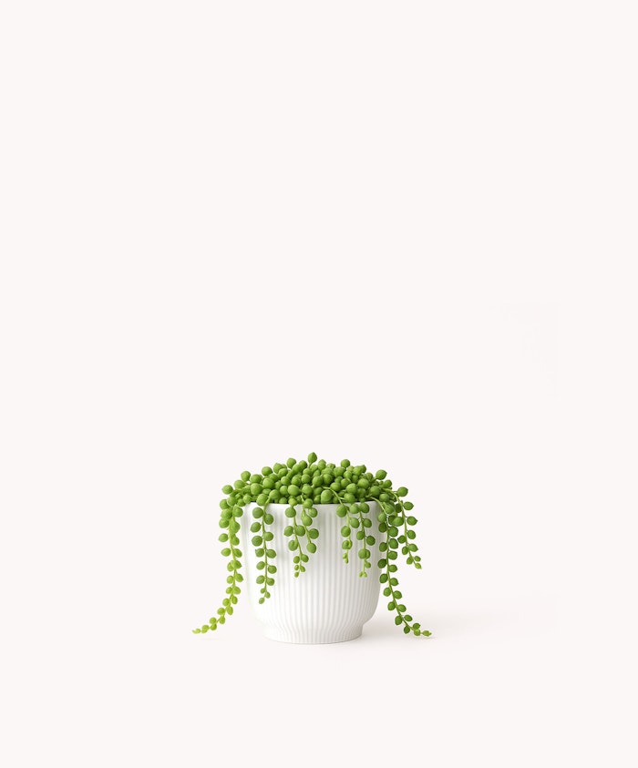 Charming green string of pearls plant in a simple white pot, perfect for home decor.