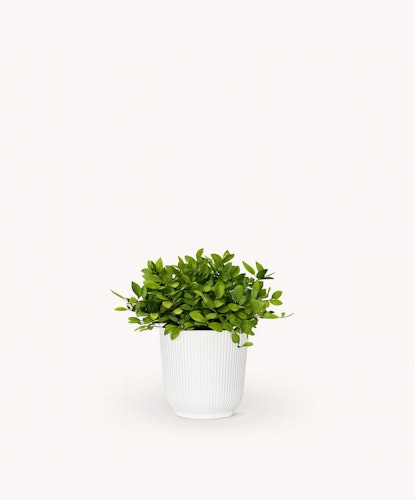 Elegant green plant in a decorative white pot, perfect for home or office decor.