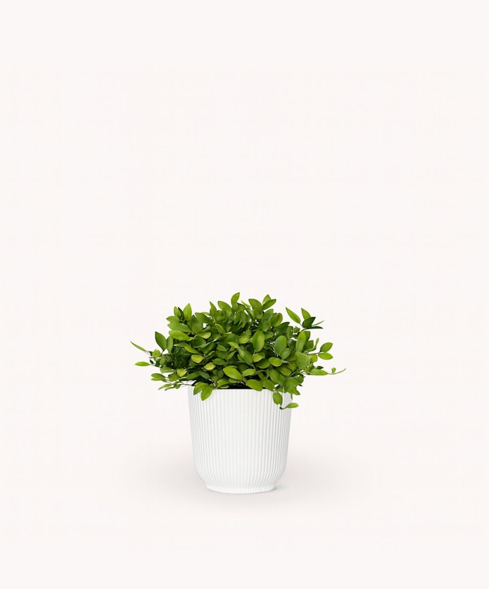 Elegant green plant in a decorative white pot, perfect for home or office decor.
