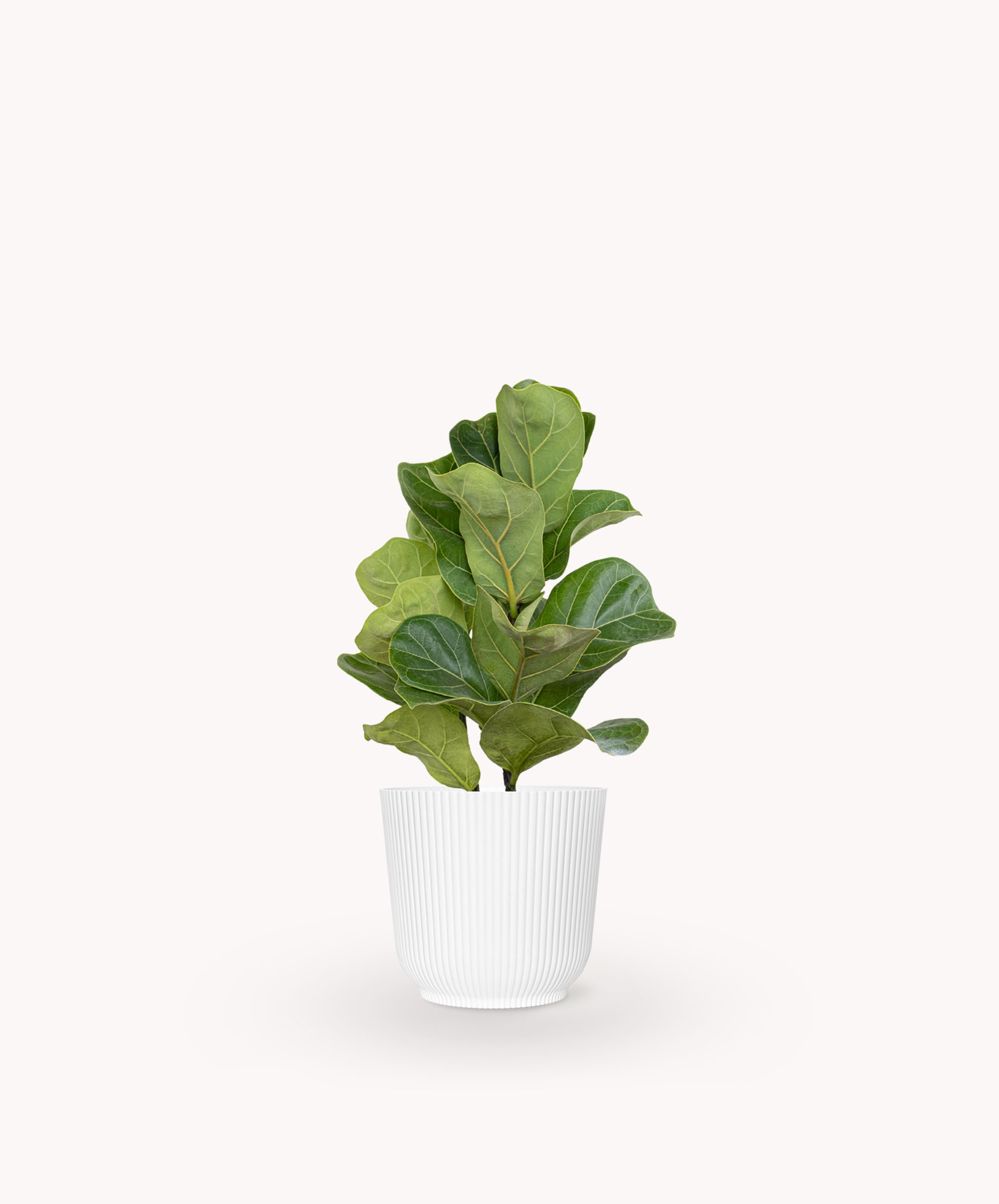 A vibrant fiddle leaf fig plant in a contemporary white pot, perfect for home decor.