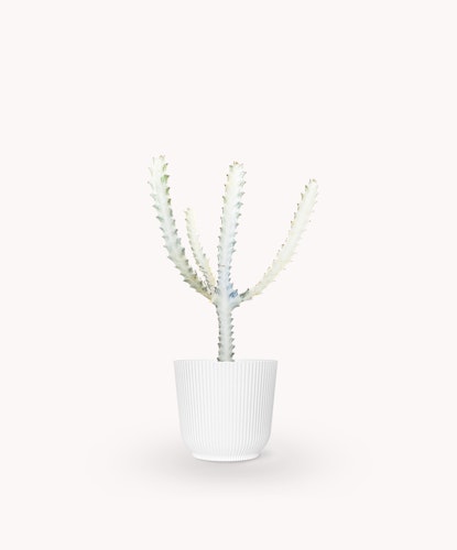 Stylish white cactus in a chic ribbed planter, ideal for modern home decor.