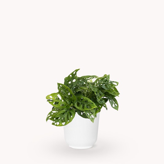 Vibrant Monstera plant in a stylish white pot, perfect for indoor decor.