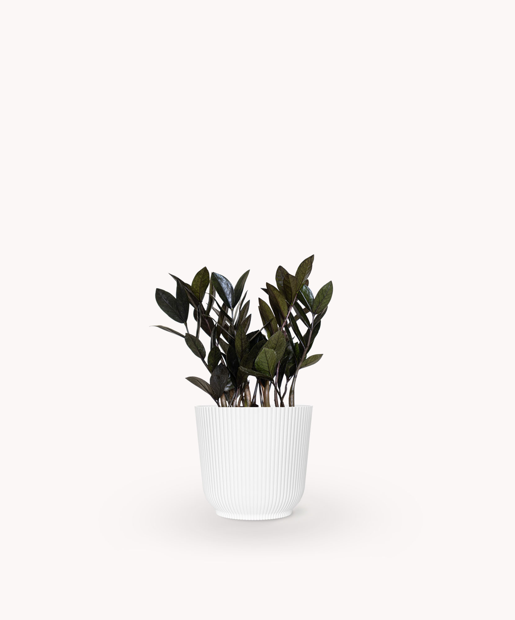 Stylish indoor plant in a white ceramic pot, adding elegance to any home decor.