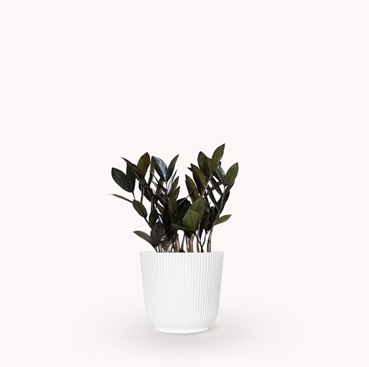 Stylish indoor plant in a white ceramic pot, adding elegance to any home decor.