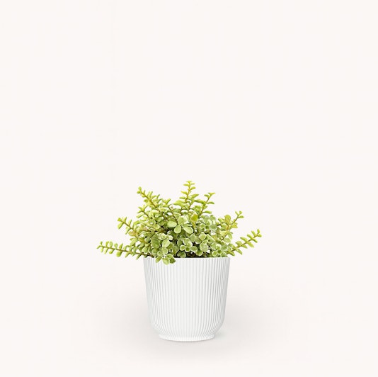 Bright green succulent plant in a white ribbed pot, perfect for modern decor.