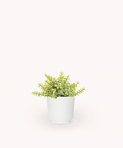 Bright green succulent plant in a white ribbed pot, perfect for modern decor.