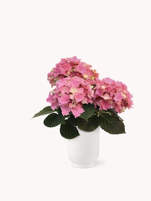Beautiful pink hydrangeas in a white vase, showcasing vibrant blooms and lush green leaves.