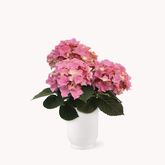 Beautiful pink hydrangeas in a white vase, showcasing vibrant blooms and lush green leaves.