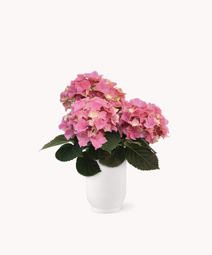 Beautiful pink hydrangeas in a white vase, showcasing vibrant blooms and lush green leaves.