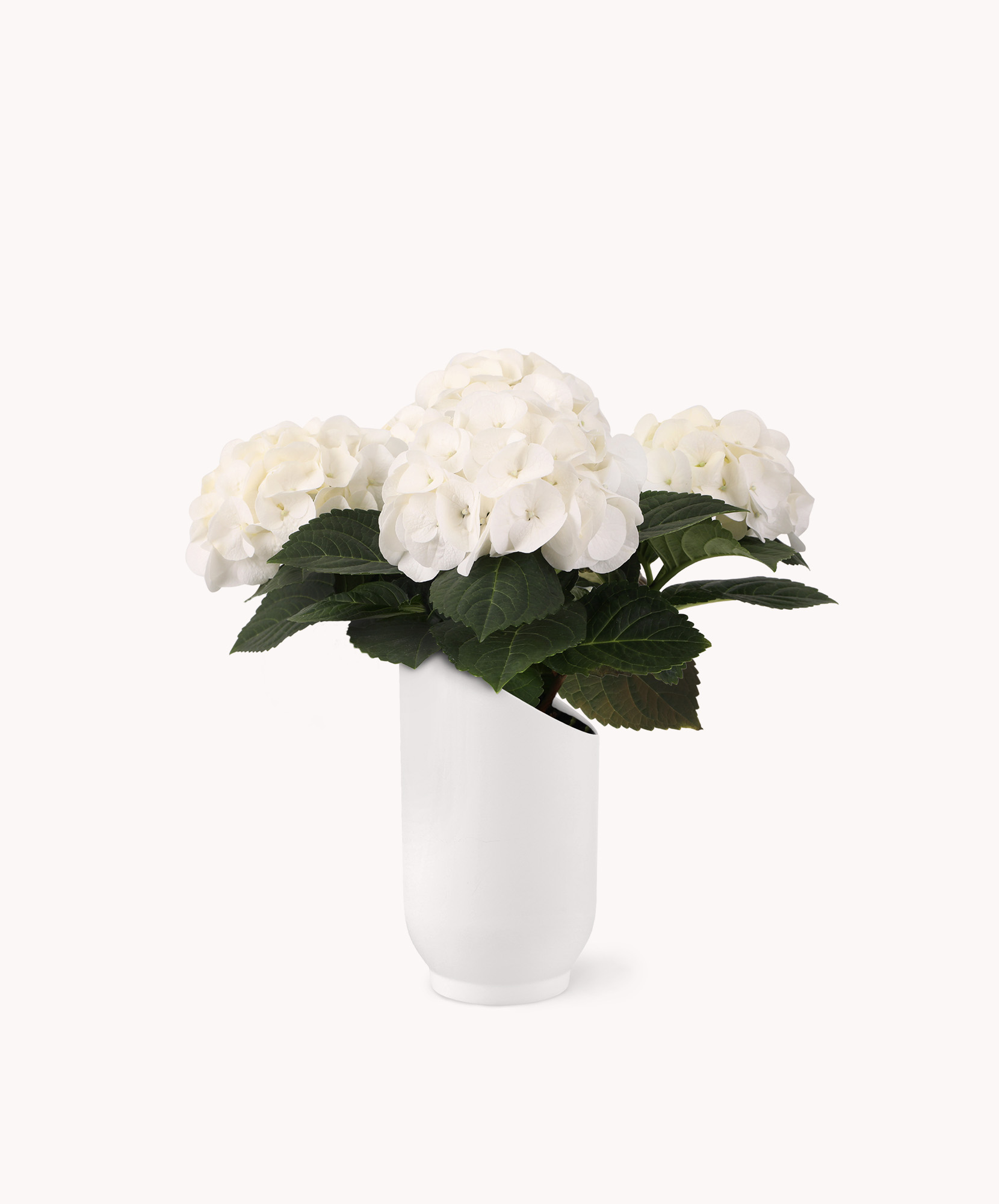 Elegant white hydrangeas in a minimalist white vase, perfect for modern decor and gifts.