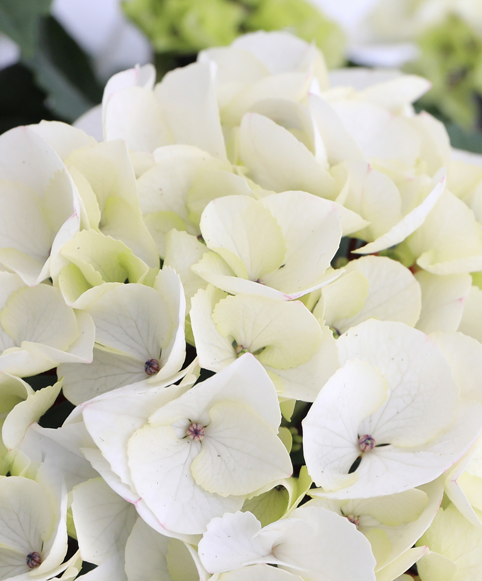 Pristine White Hydrangea Premium Floral Gift | BloomsyBox.com.com