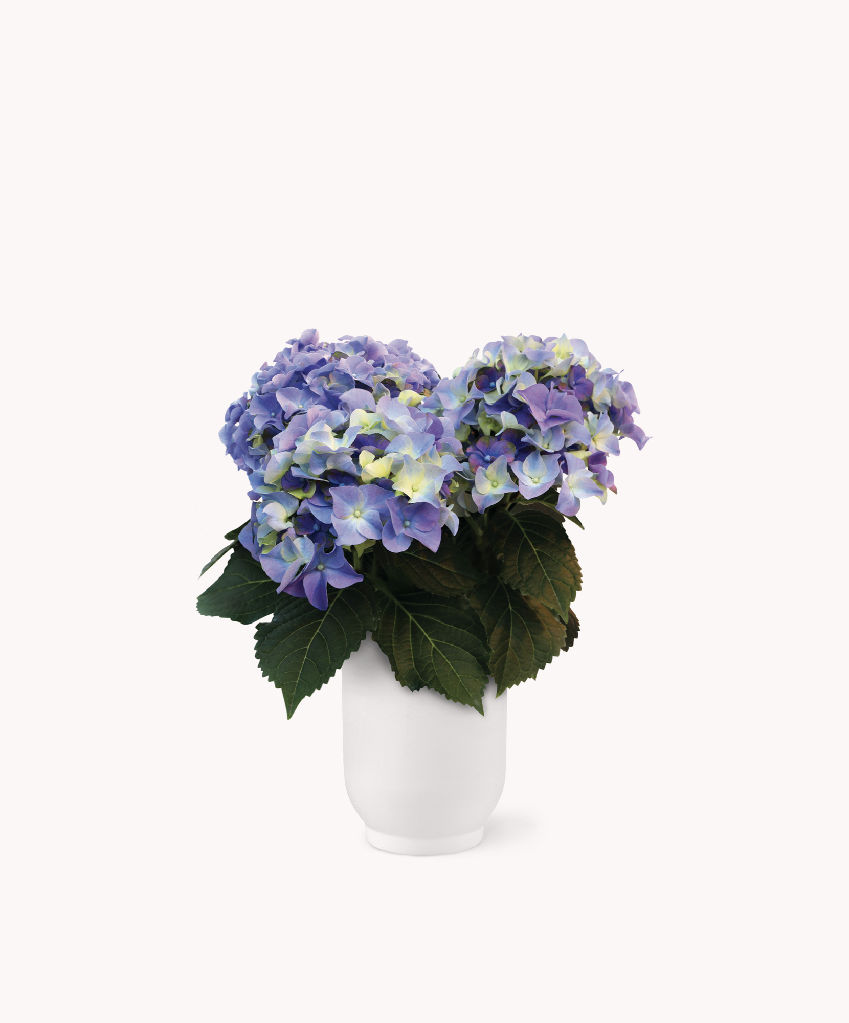 Vibrant hydrangea bouquet with blue and purple blooms in a sleek white vase.