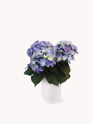 Vibrant hydrangea bouquet with blue and purple blooms in a sleek white vase.