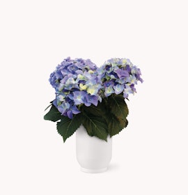 Vibrant hydrangea bouquet with blue and purple blooms in a sleek white vase.