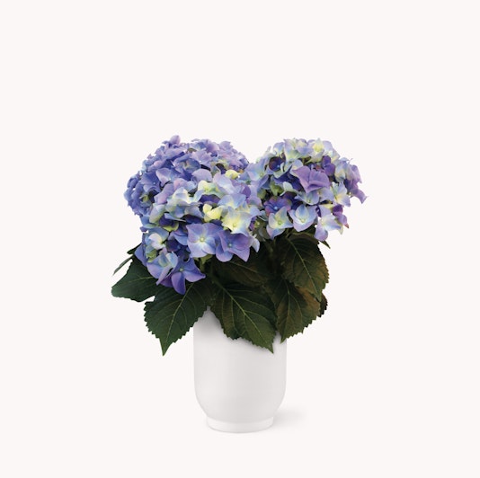 Vibrant hydrangea bouquet with blue and purple blooms in a sleek white vase.