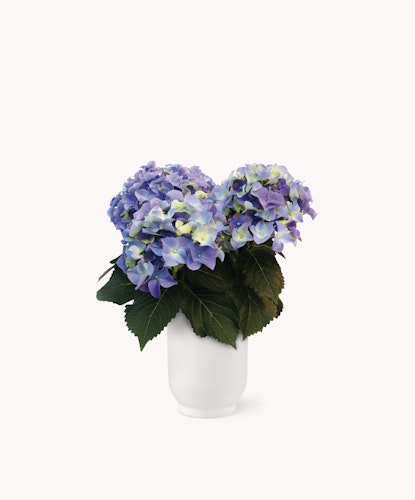 Vibrant hydrangea bouquet with blue and purple blooms in a sleek white vase.