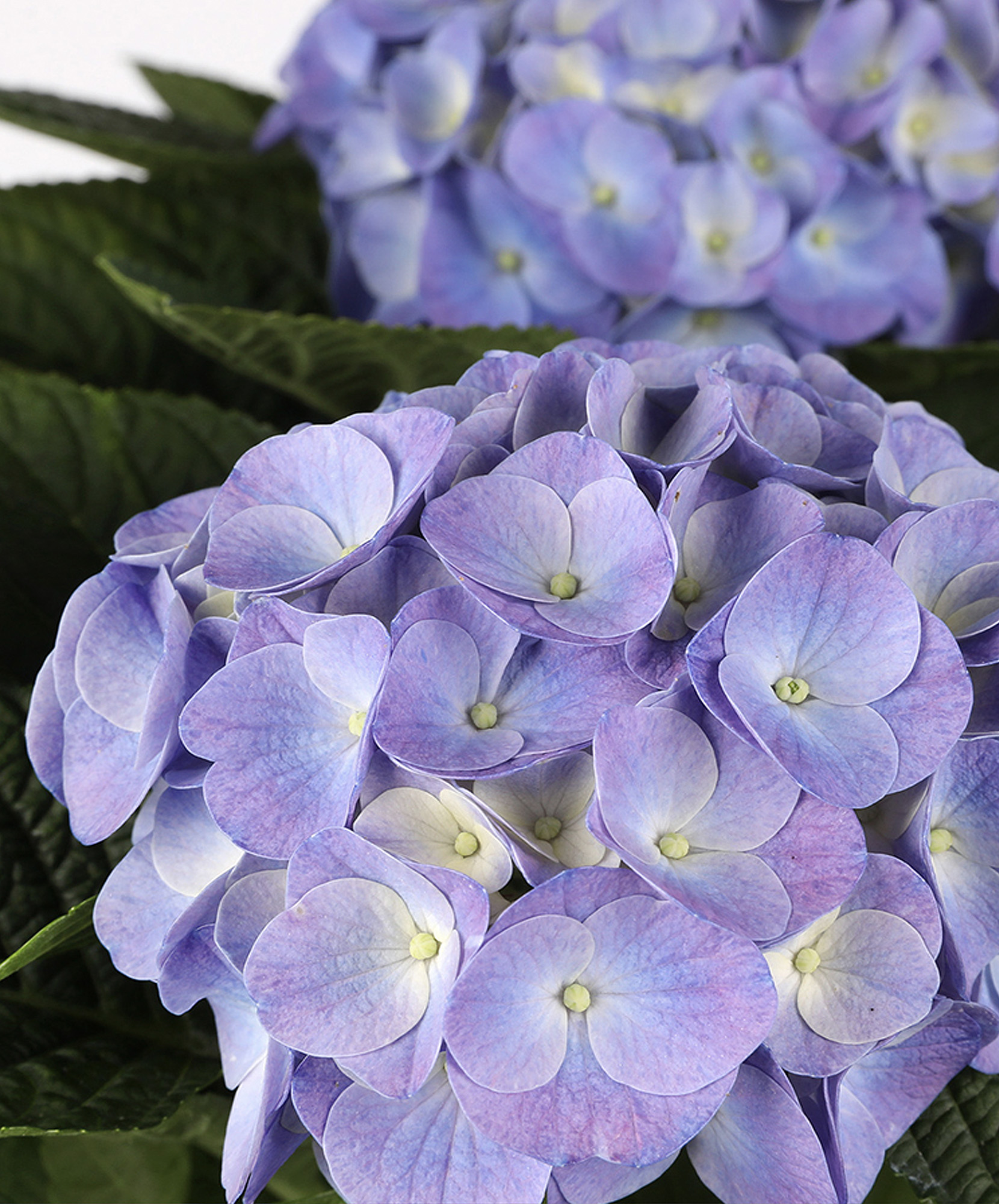 Beautiful Blue Hydrangea