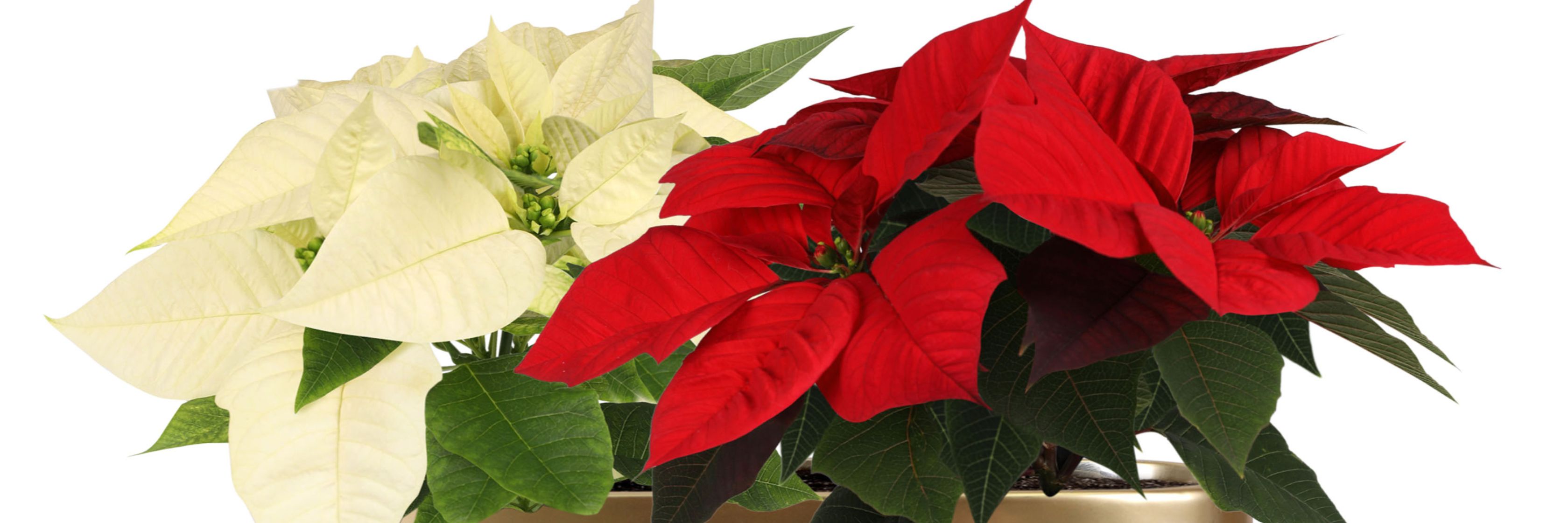 Vibrant red and white poinsettias in a festive holiday arrangement, ideal for decor.