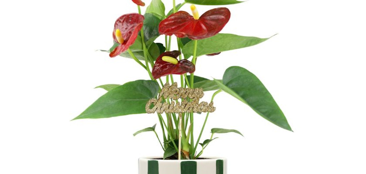 Anthurium plant in a striped pot, adorned with a festive "Merry Christmas" decoration.