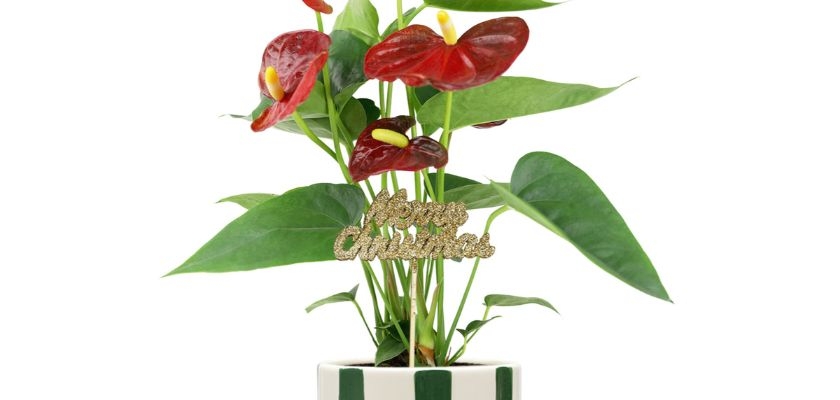 Anthurium plant in a striped pot, adorned with a festive "Merry Christmas" decoration.