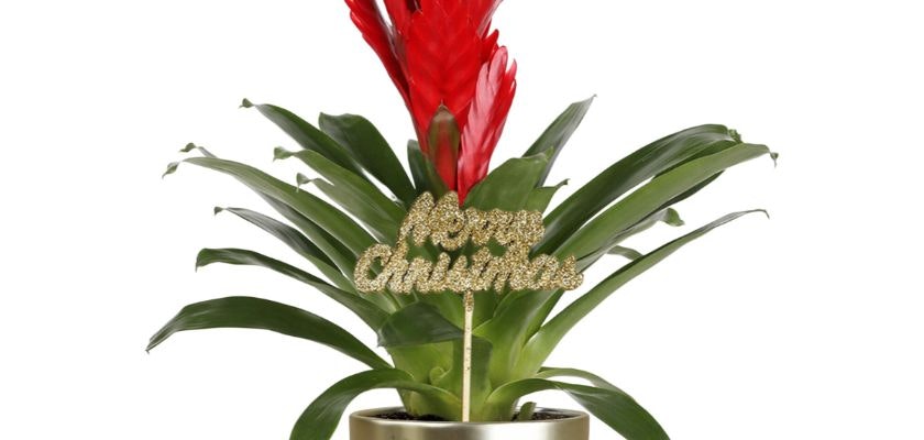 Vibrant red plant topped with a glittery "Merry Christmas" sign in a stylish pot.